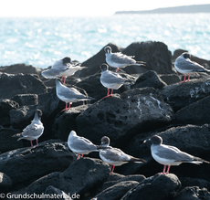 Galapagos-Tiere37.jpg